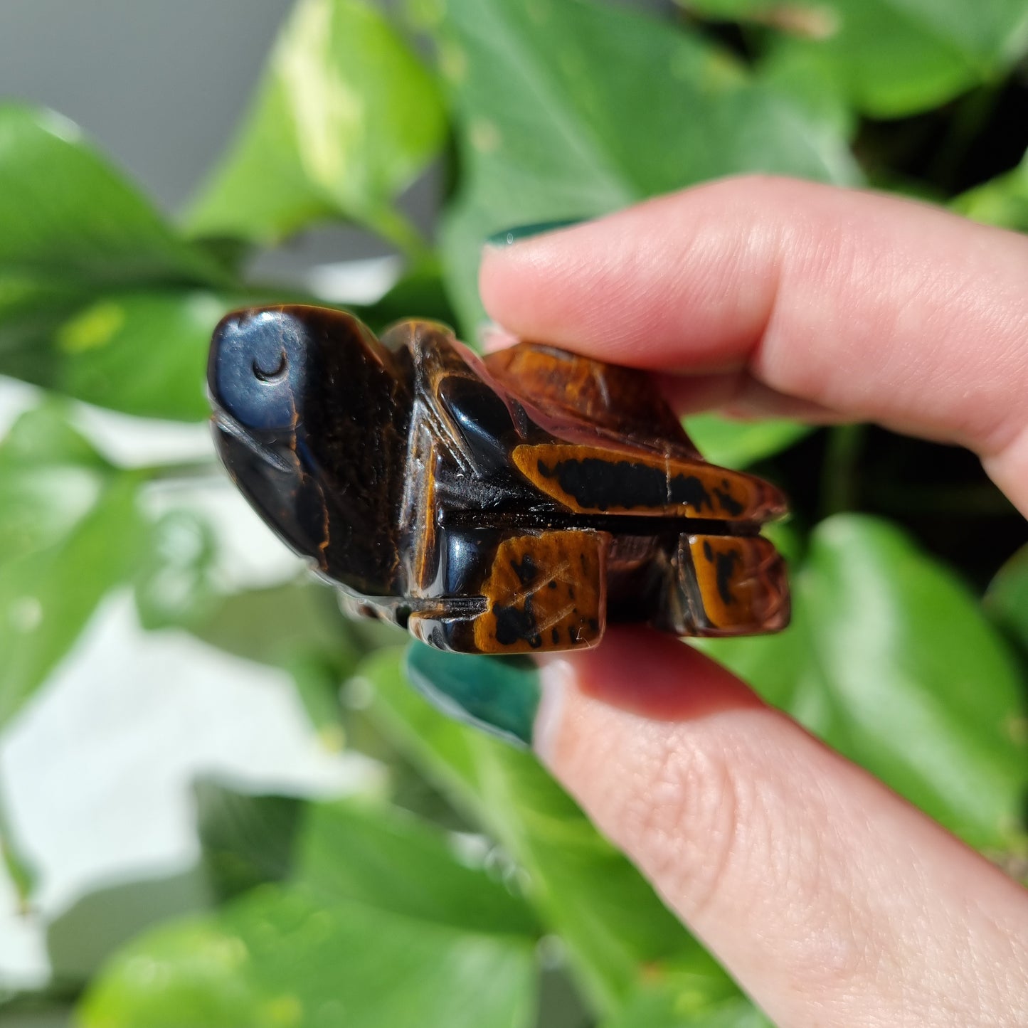 Tigers Eye Turtle - 50mm - Sparrow and Fox