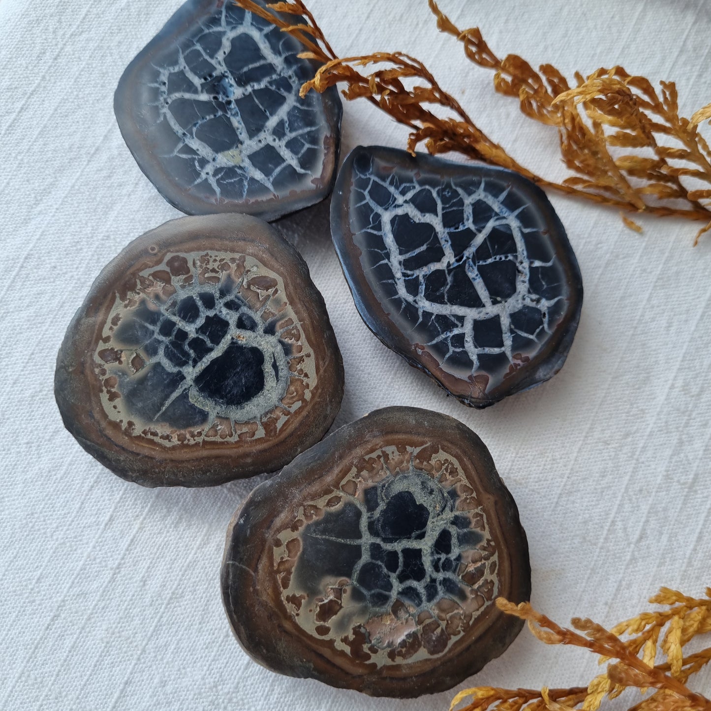 Septarian split - Sparrow and Fox