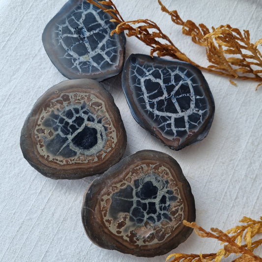 Septarian split - Sparrow and Fox