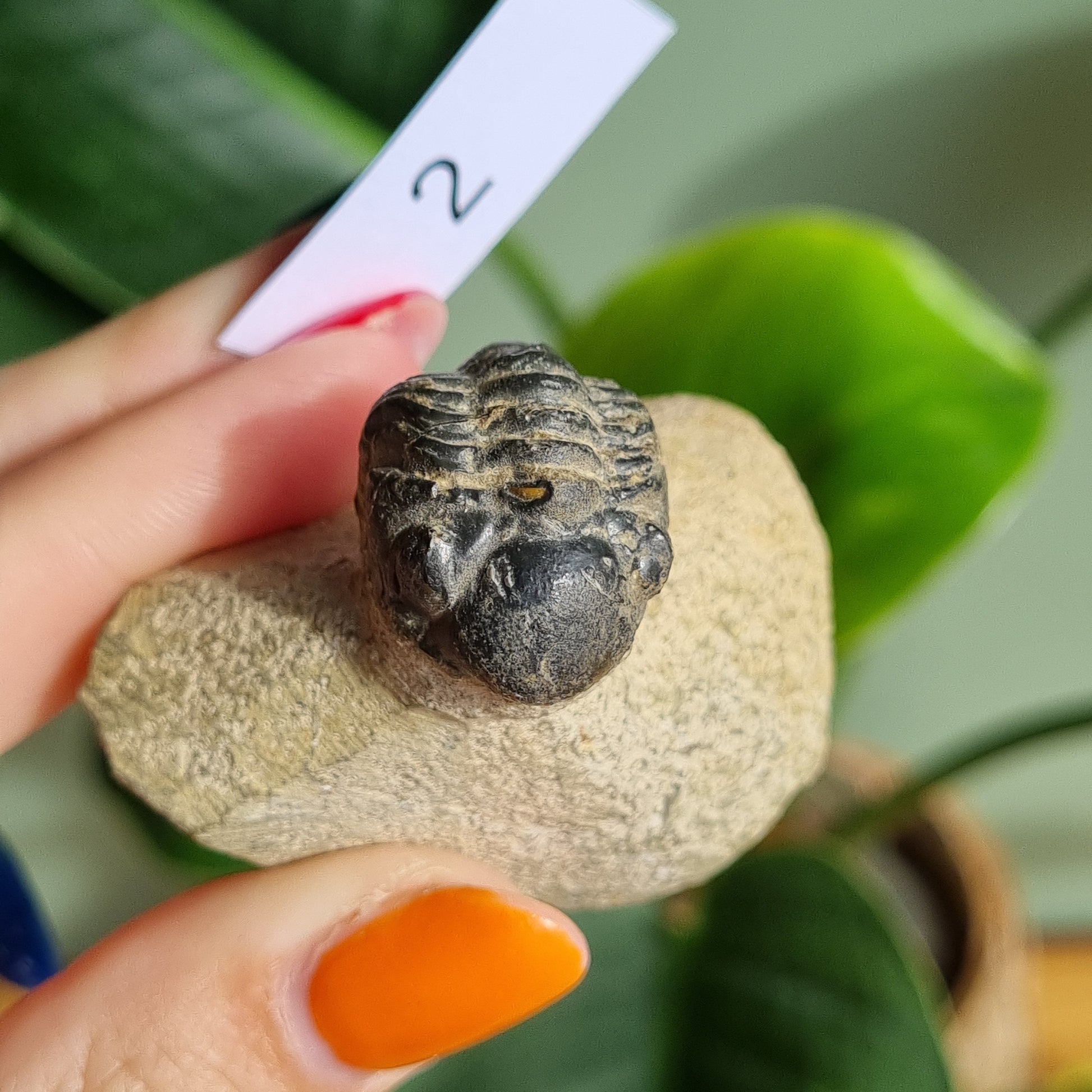 Trilobite Fossil on Matrix - Madagascar - Sparrow and Fox