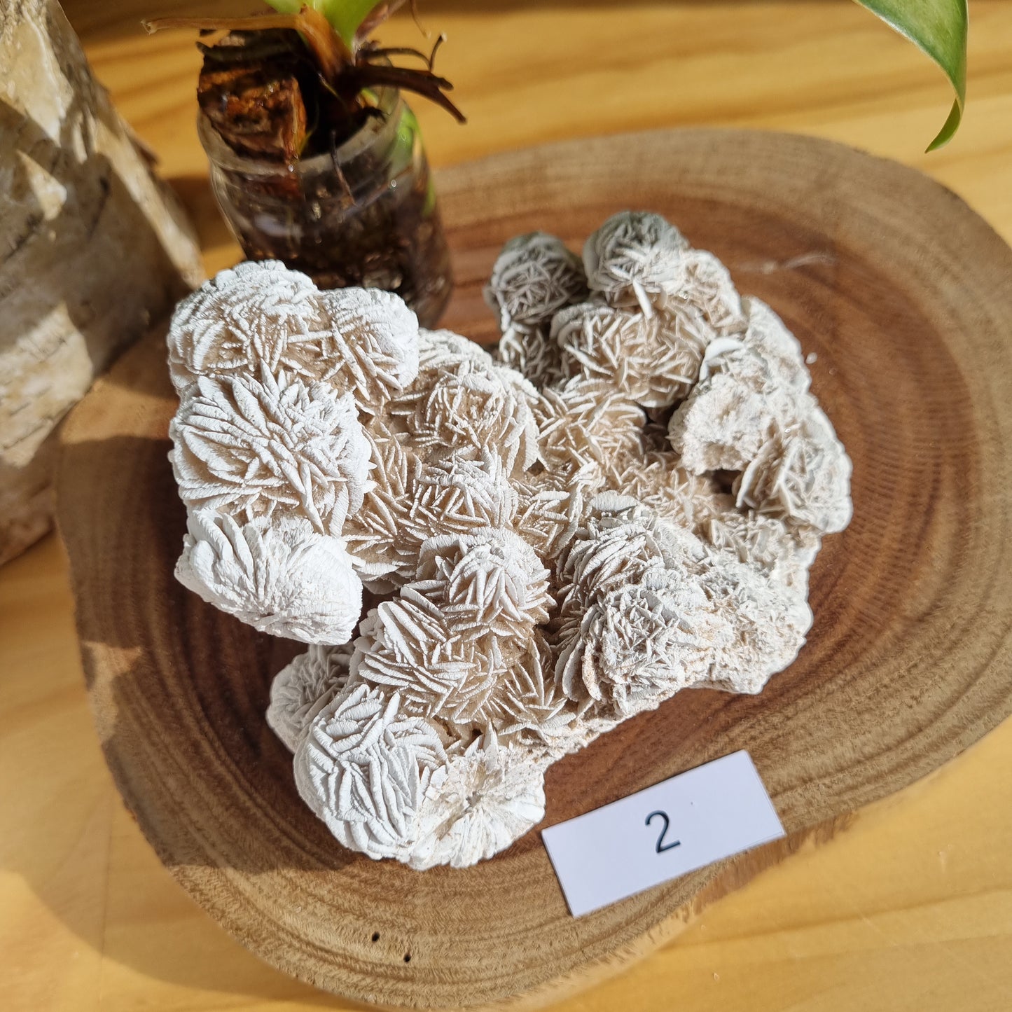 Desert Rose Cluster - Mexico