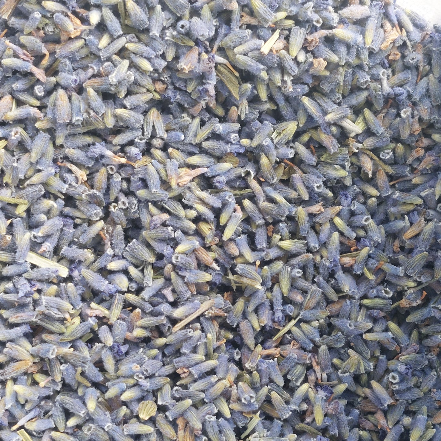 Lavender - Certified Organic