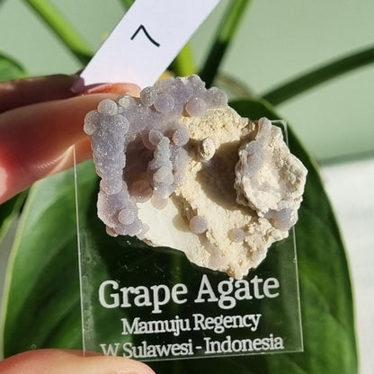 Grape Agate Specimen - Indonesia