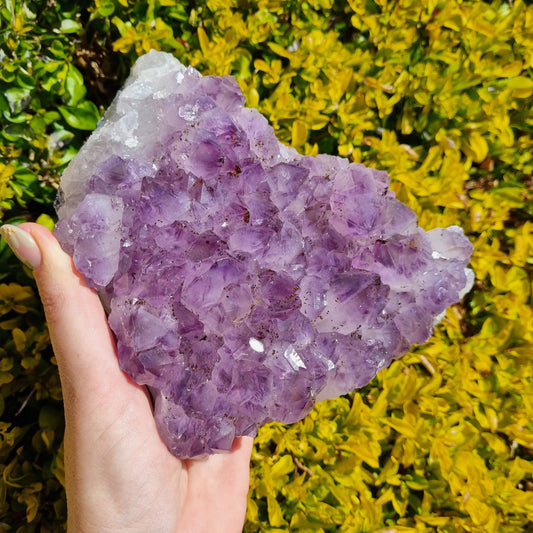 Amethyst Cluster - Brazil - 1.43kg