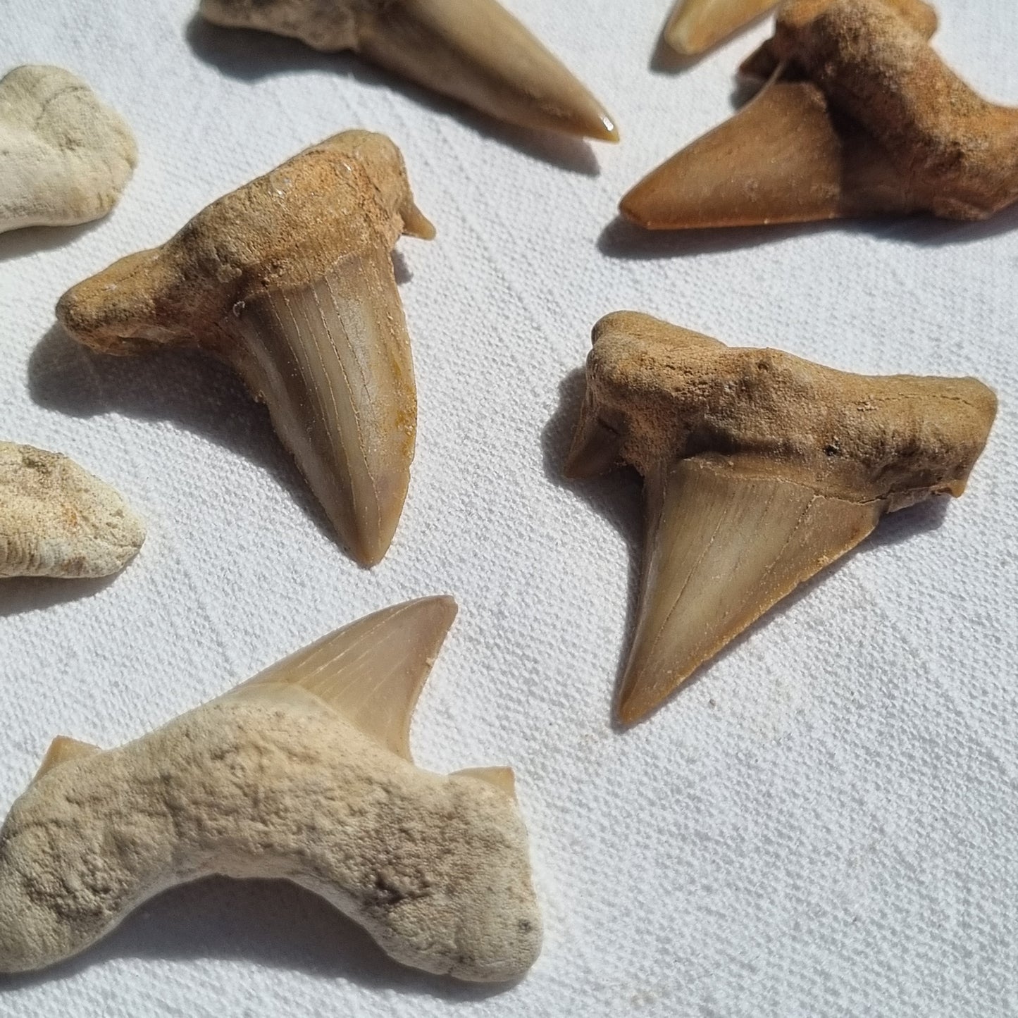 Otodus Obliquus Tooth - Morocco