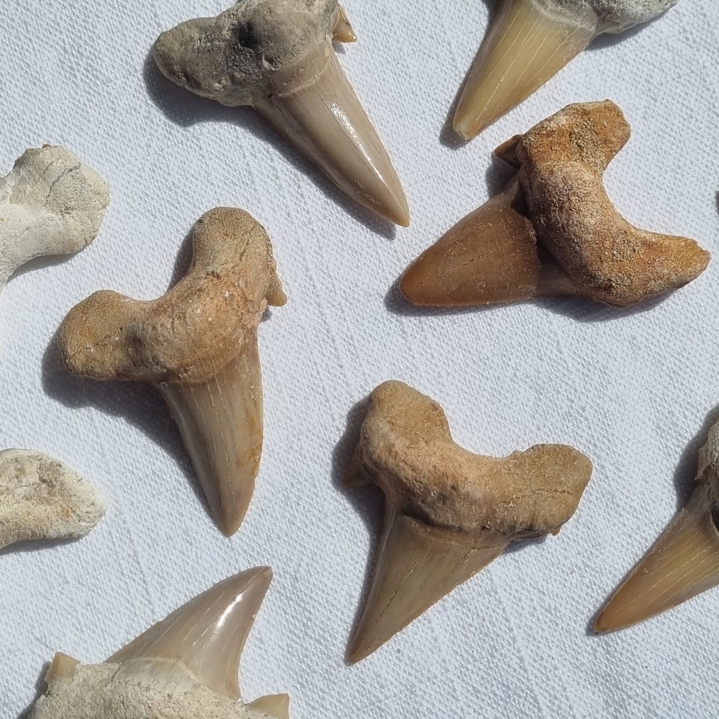 Otodus Obliquus Tooth - Morocco