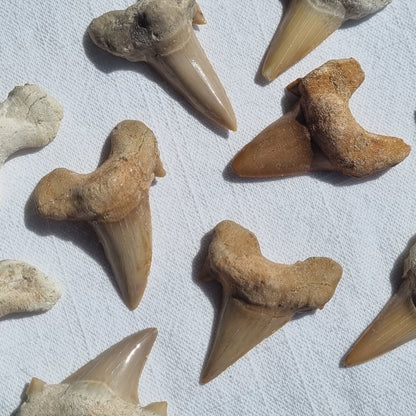 Otodus Obliquus Tooth - Morocco