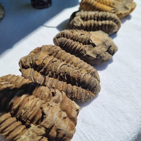 Calymene Trilobite Fossil - Morocco