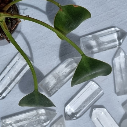 Clear Quartz Polished Point