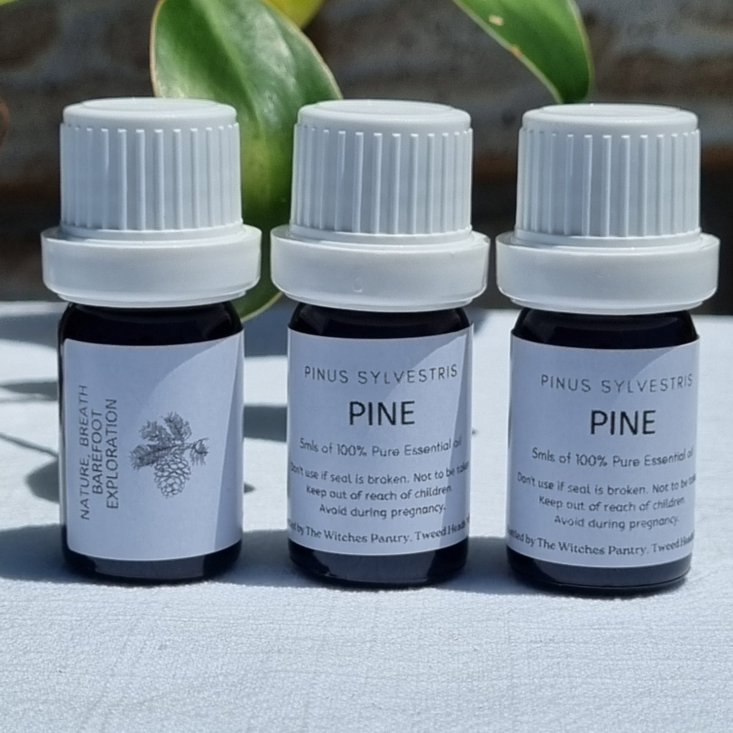 Pine Essential Oil - 5ml