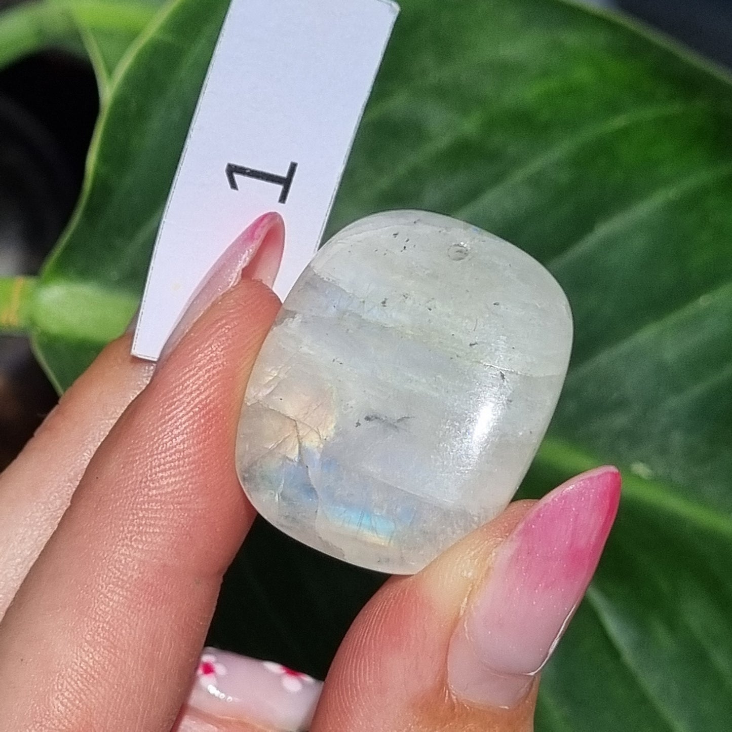 Moonstone Drilled Cabochon