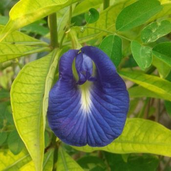 Butterfly Pea Flowers - Sip, Burn, Soak - Sparrow and Fox