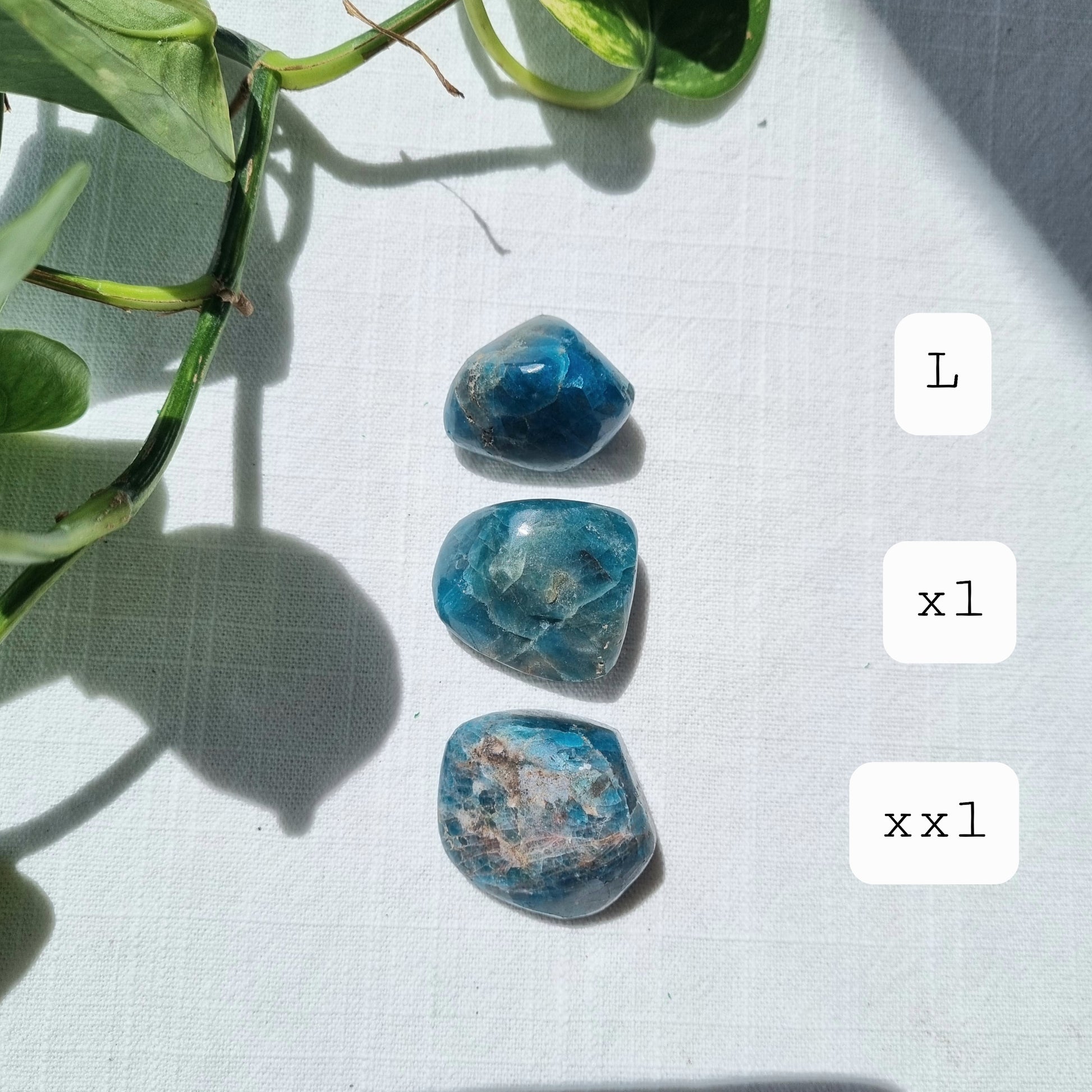 Blue Apatite Tumble - A Grade - Sparrow and Fox